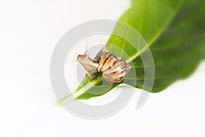 Snail crawling on leaf