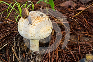 Snail crawling on mushrooms