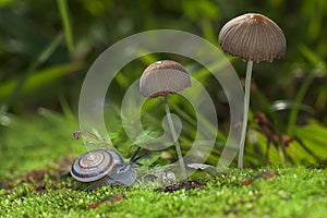 Snail crawling near mushrooms close up