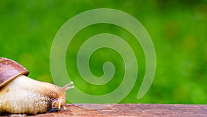 Snail crawling on old wood.