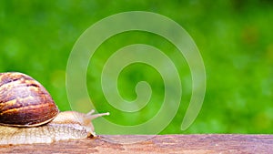 Snail crawling on old wood.