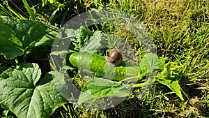 A snail crawling over a cucumber close-up.