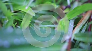 Snail crawling on plant with rain and green