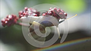 Snail crawling on red flower. clips of snails in nature.