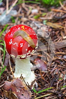 Snail crawling on a red toadstool