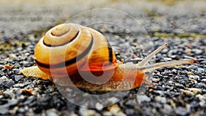 snail crawling on a road