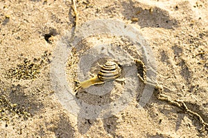 Sunflower in the fieldSnail crawling on sand