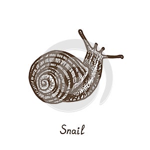 Snail crawling, side view, hand drawn gravure style, vector sketch illustration with inscription