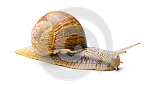 Snail crawling at snail`s pace