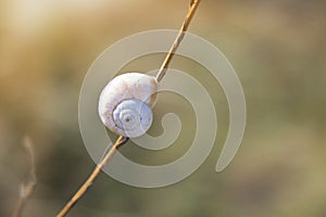 Snail crawling on the stem of a plant. Nature and fauna of the coasts in the Mediterranean