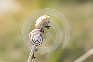 Snail crawling on the stem of a plant. Nature and fauna of the coasts in the Mediterranean