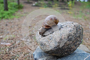 Snail crawling on stone.