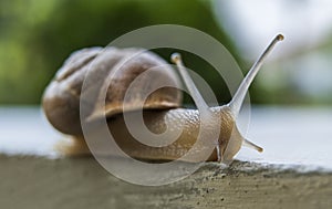 Snail Crawling on a Stone