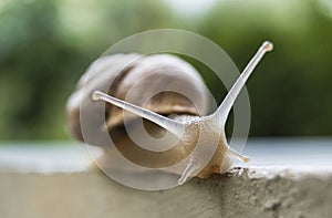 Snail Crawling on a Stone