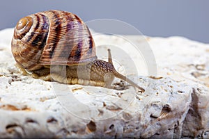 Snail crawling stone