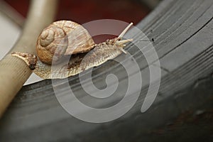 Snail crawling on a tire