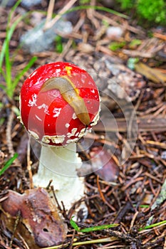 Snail crawling on a toadstool in the forest