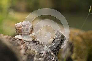 Snail crawling on a tree. Big snail in shell Helix pomatia also Roman snail, Burgundy snail