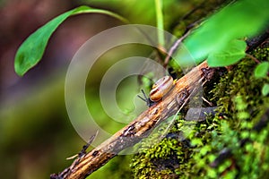 Snail crawling on a tree branch