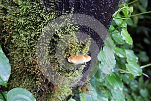 Snail is crawling on tree that full of green moss plant.