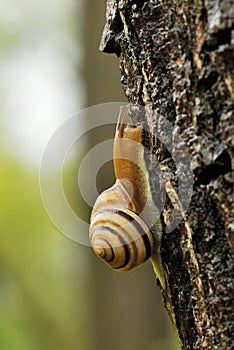 Snail crawling on a tree after rain,