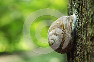 Snail crawling on a tree trunk in the forest