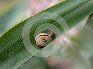 Snail crawling up leaf