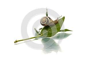 Snail crawling up a leaf