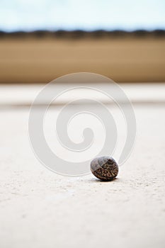 Snail crawling up the wall. snail on the wall