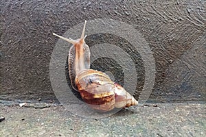 snail crawling up the wall