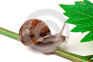 Snail crawling on the vine with leaf white background