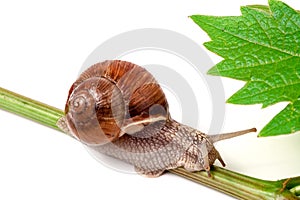 Snail crawling on the vine with leaf white background