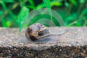 Snail crawling on a wall