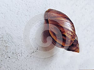 Snail Crawling on the Wall