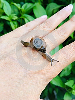 Snail crawling on a woman`s hand