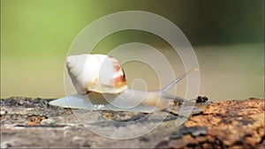 Snail crawling on wood. clips of snails in nature.