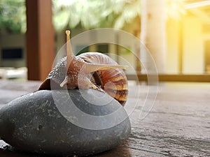 Snail crawling on the wood table