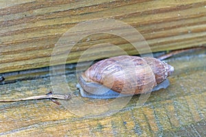 Snail crawling on wooden step
