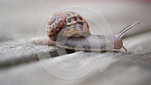 Snail crawling on wooden surface