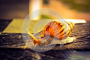 Snail Crawling on Wooden Table