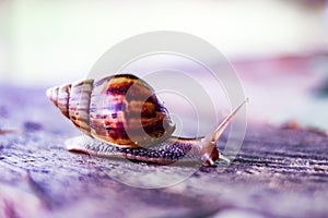 Snail Crawling on Wooden Table