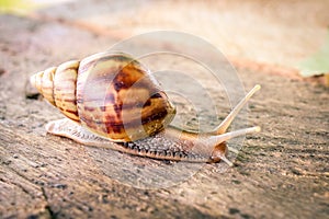 Snail Crawling on Wooden Table