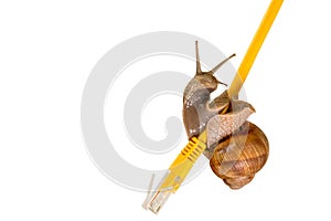 Snail crawling on a yellow network cable