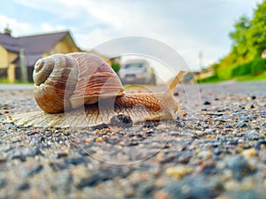 A snail crawls across an asphalt road in a macro close-up of a blurred background.