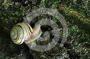 Snail crawls along the bark