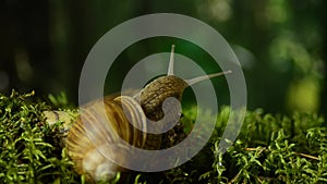 The snail crawls along the forest moss. Snail in the forest 47.