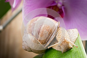 The snail crawls along the green leaf, against the background of flowers