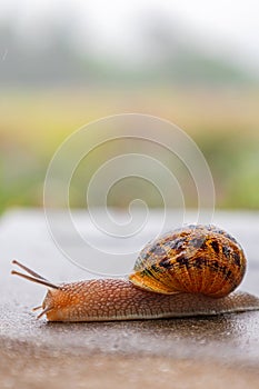 A snail crawls along a rough surface. Gastropods with an external shell