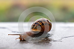 A snail crawls along a rough surface. Gastropods with an external shell