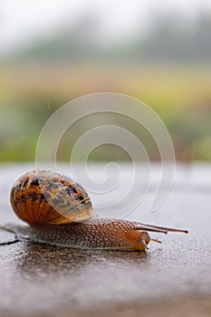 snail crawls along a rough surface. Gastropods with an external shell